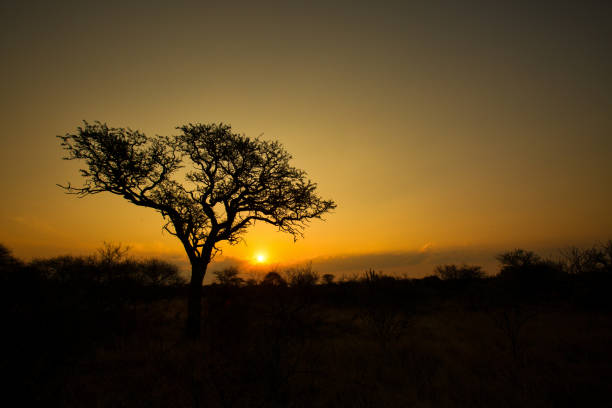 einzigen baum silhouette sunrise - kruger national park sunrise south africa africa stock-fotos und bilder