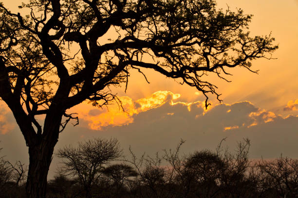 istock Tranquil Sunset in South Africa 1050106962
