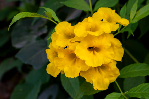 istock Yellow Flowered Garden Plant 1050111856