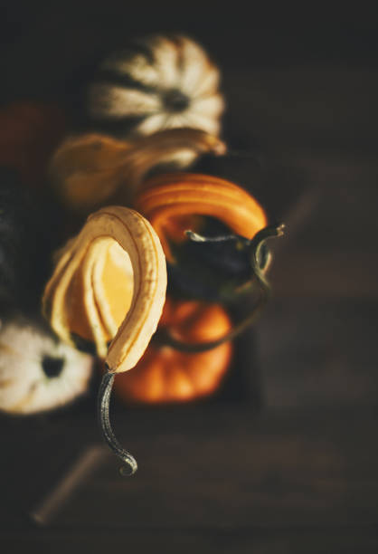 Thanksgiving arrangement with long neck gourds