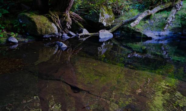 istock Sweet Creek Wild Clarity 1050117024