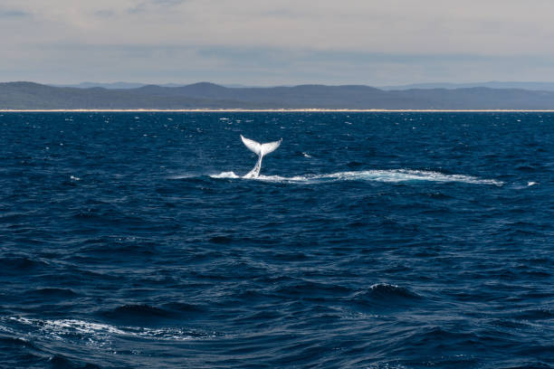 istock Humpback whale during whale watching tour 1050124324