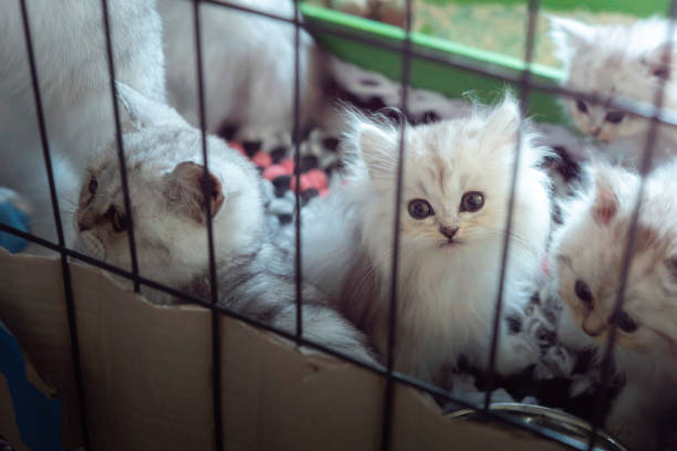 istock Little homeless kitten 1050124512