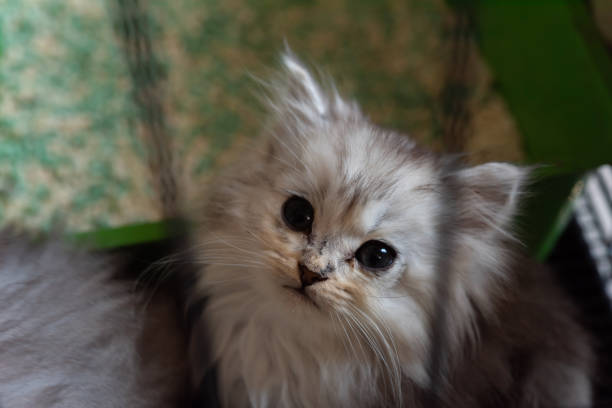 Close up of poor little homeless kitten waiting for someone.