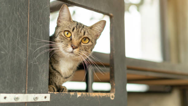 istock Gray striped cat lying in the room. 1050127532