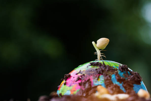 istock Seeding plant on clay Globe model on raining suny day on green grass, Green World Environment ecology day, Life on earth, Concept of new development for business leadership and strong in future 1050129882