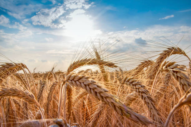 밀 필드입니다. 황금 밀의 귀 닫습니다. 아름 다운 자연 일몰 풍경입니다. 빛나는 햇빛 아래 농촌 풍경입니다. 밀의 귀를 숙성의 배경입니다. 풍부한 수확 개념. 레이블 아트 디자인 - stem non urban scene wheat rural scene 뉴스 사진 이미지
