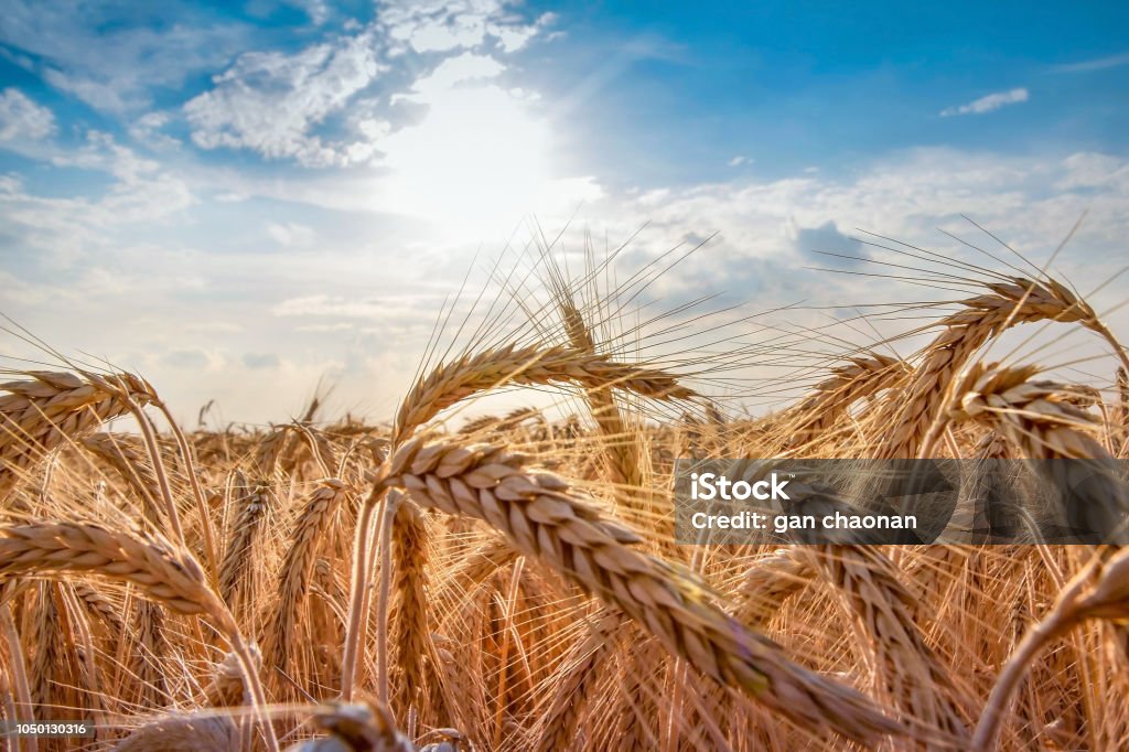 Wheat field. Ears of golden wheat close up. Beautiful Nature Sunset Landscape. Rural Scenery under Shining Sunlight. Background of ripening ears of wheat field. Rich harvest Concept. Label art design Wheat Stock Photo
