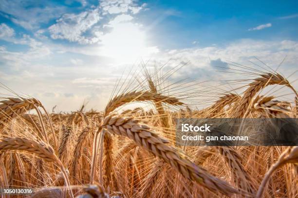 Wheat Field Ears Of Golden Wheat Close Up Beautiful Nature Sunset Landscape Rural Scenery Under Shining Sunlight Background Of Ripening Ears Of Wheat Field Rich Harvest Concept Label Art Design Stock Photo - Download Image Now