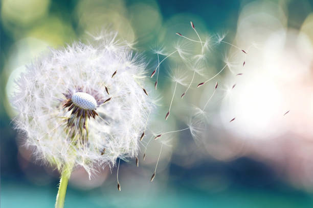 diente de león. cerca de diente de león esporas expulsando semillas de diente de león en la luz del sol, expulsando a través de un fondo verde fresco de la mañana - dandelion nature flower abstract fotografías e imágenes de stock