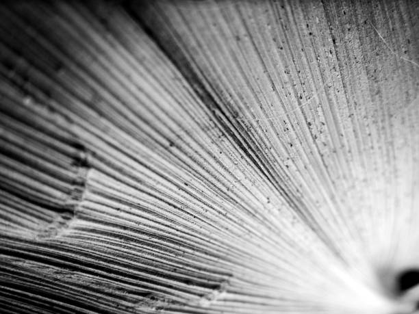 istock Black and white macro close up image of leaf with textured straight lines 1050132738
