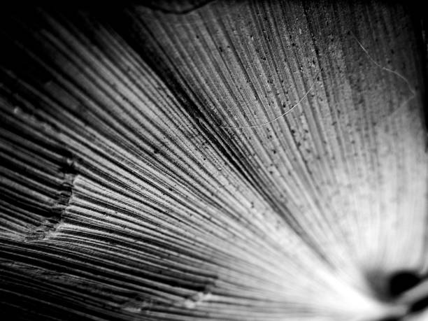 istock Black and white macro image of leaf with textured straight lines 1050132760