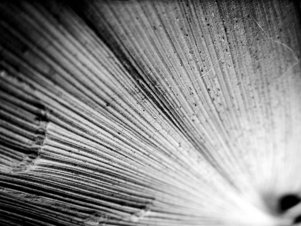 istock Black and white macro image of leaf with textured straight lines 1050132776