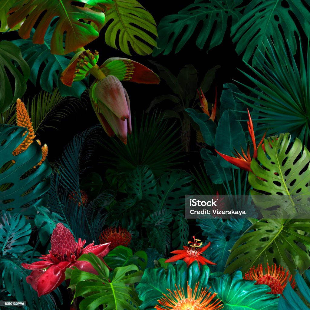 Colorful night jungle background Tropical Climate Stock Photo