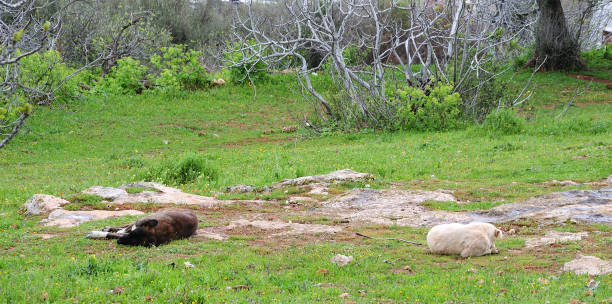 istock sleeping dogs in garden 1050146208