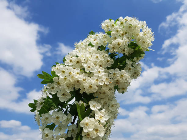 Hawthorn, Crataegus laevigata Hawthorn, Crataegus laevigata hawthorn maple stock pictures, royalty-free photos & images