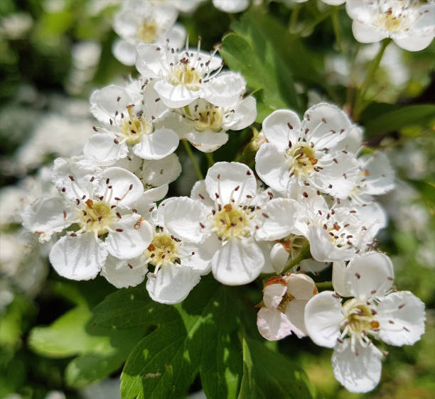 Hawthorn, Crataegus laevigata Hawthorn, Crataegus laevigata hawthorn maple stock pictures, royalty-free photos & images