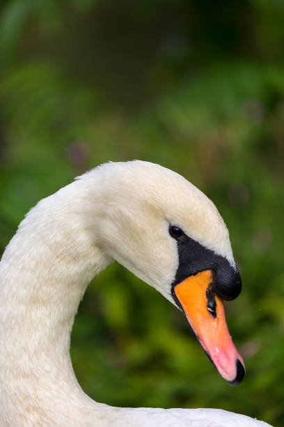istock White swan in the field 1050156692
