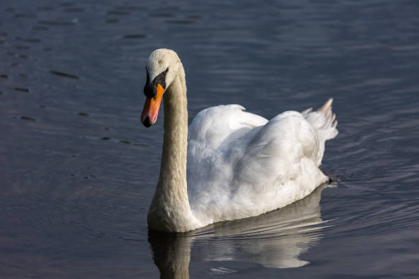 istock White swan in the lake 1050156878