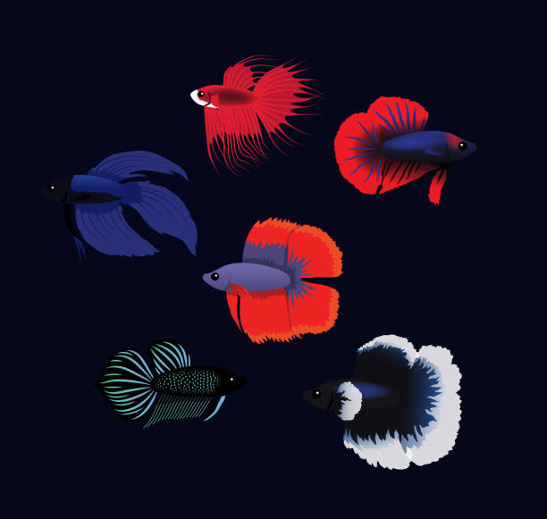 ilustrações, clipart, desenhos animados e ícones de thai vários peixes poses de luta dos desenhos animados de ilustração vetorial - siamese fighting fish fish pets underwater