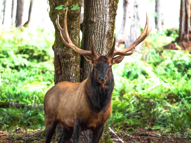 Bull Elk Standing in a forest. Pacific Northwest, USA\nCreative Brief - Nature and Wildlife. iStock Creative Image  ID: 775225390