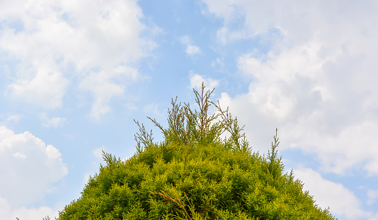 Bunch of evergreen tree shrubs in the garden nursery with blue sky background