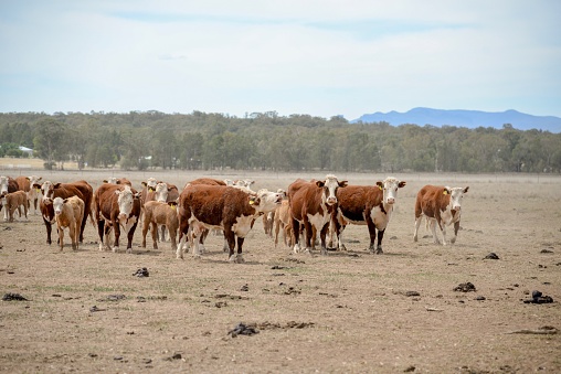 Hereford Grass fed beef cattle heifers with calves in drought in rural NSW Australia moving