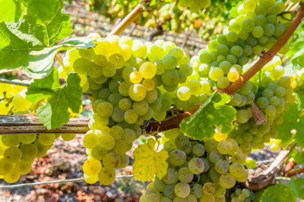 Vineyard, vines and ripe light grapes before harvest in backlight, selective focus