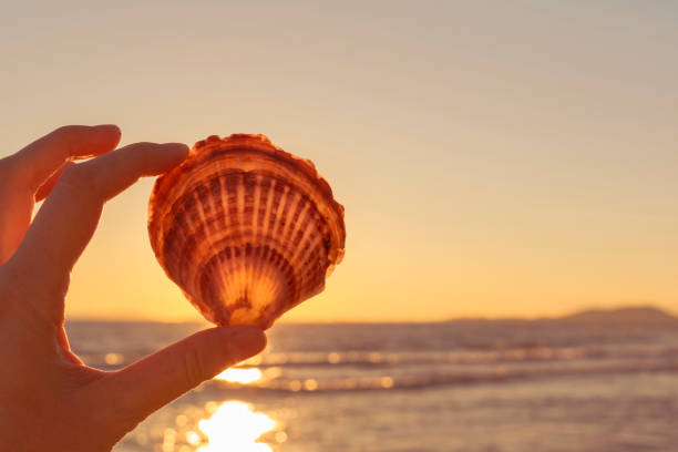 istock A hand holding a seashell against the sun. Warm background, sunset at sea. 1050168524