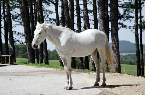 white horse standing  in front of trees - serbia horse nature landscape imagens e fotografias de stock