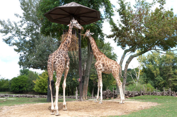 istock two giraffes eat hay in the zoo 1050174594