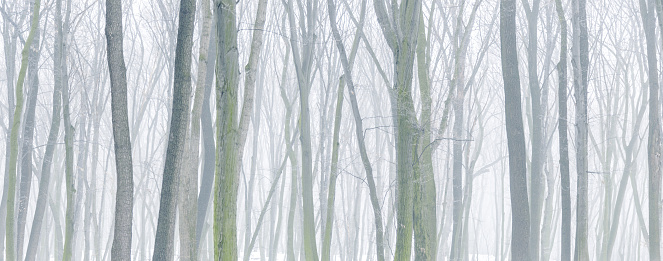 Panoramic background of snowy forest at foggy winter day.
