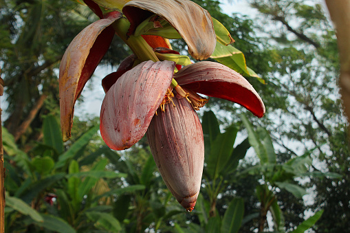 Banana flower in Khulna,Bangladesh