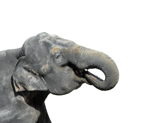 istock Portrait of a big gray elephant 1050180378