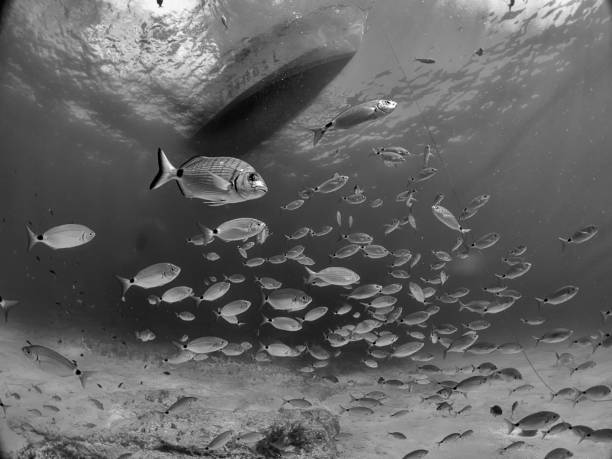 istock A school of fish underneath a dive boat in Malta 1050181014