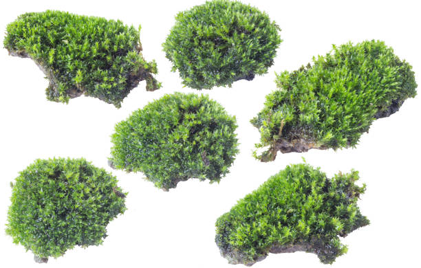 istock Green moss isolated on white background close up. 1050181148