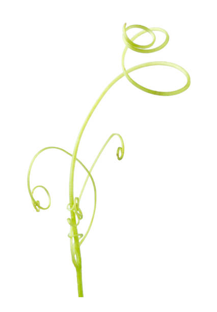 istock Green ivy plant  isolated on gray background, clipping path 1050181166