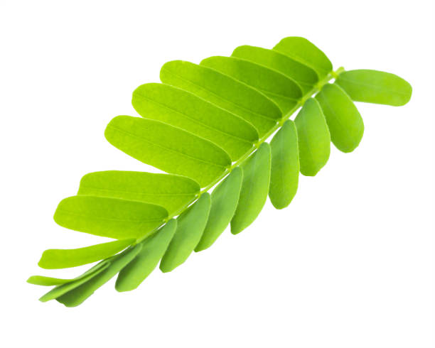 istock Tamarind leaves isolated on gray background with clipping path. 1050181194
