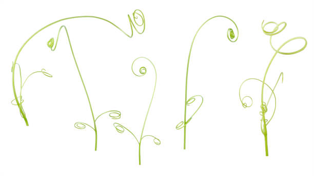 istock Green ivy plant  isolated on gray background, clipping path 1050181202