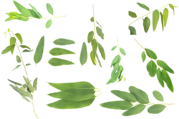 istock eucalyptus isolated on gray background with clipping path. 1050181212