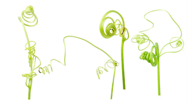 istock Green ivy plant  isolated on gray background, clipping path 1050181320