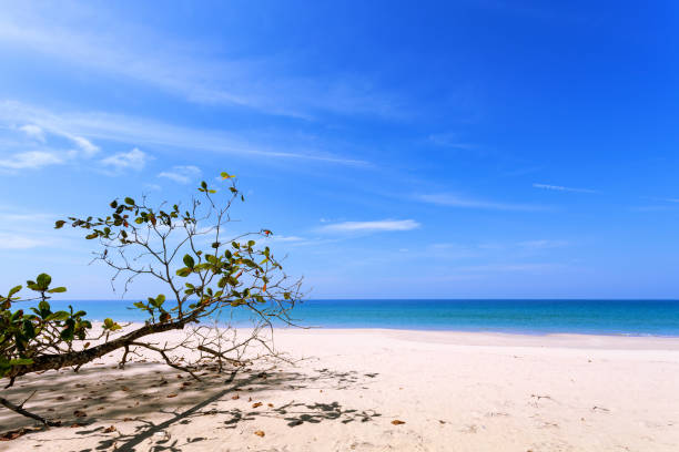 istock Tropical sea with blue sky and tree in summer season 1050183796