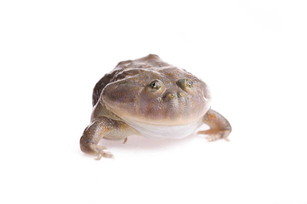 istock The Budgett's or hippo frog, Lepidobatrachus laevis, on white 1050187522