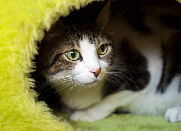 istock Pet animal; cute cat 1050192092