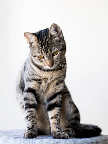 istock Pet animal; cute cat 1050192740