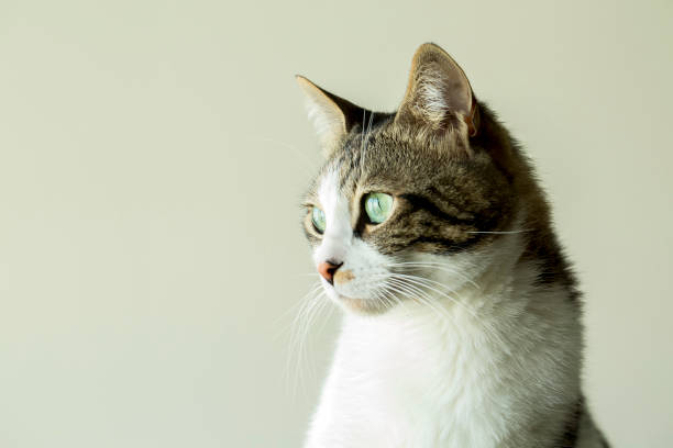 istock Pet animal; cute cat 1050192914