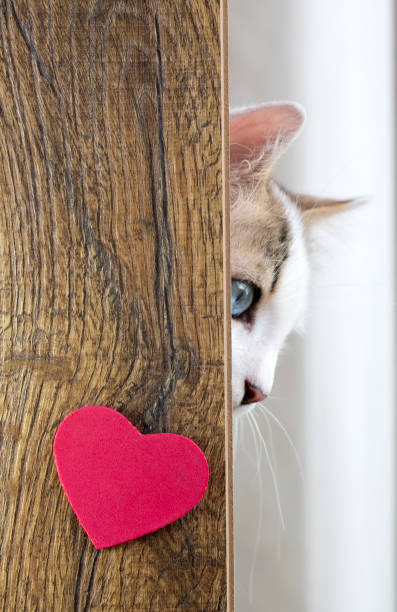 istock Pet animal; cute cat 1050192918