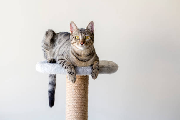 istock Pet animal; cute cat 1050192936