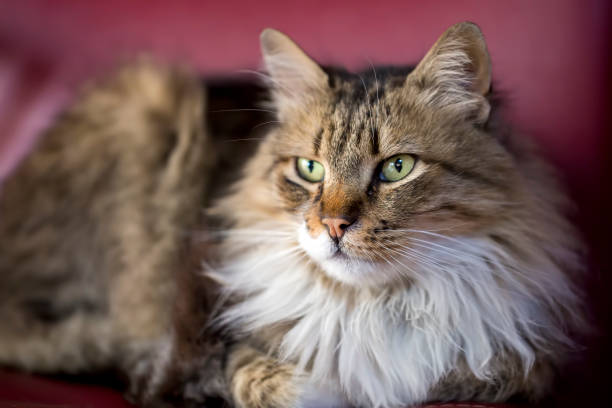 istock Pet animal; cute cat 1050192968