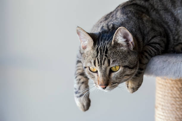 istock Pet animal; cute cat 1050193010
